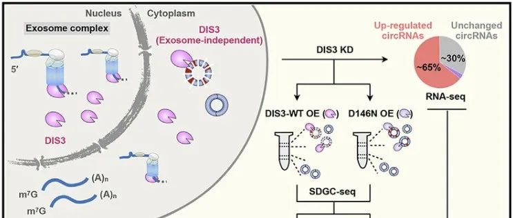 Mol Cell |&#160;中国科学院杨力课题组与合作者发现核酸内切酶DIS3介导的环形RNA降解机制
