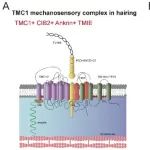 Nat Commun | 浙江大学康利军团队发文揭示氯离子通道Anoctamin1的机械门控特性及机制
