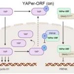 Cell Death Differ | 复旦大学王红艳及其合作者揭示LncRNA调控YAP活性促进心肌细胞增殖和肿瘤生长的新机制