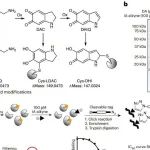 Nat Chem Biol | 北京大学王初等开发了一种定量化学蛋白质组策略来定点检测蛋白质的脱氨基作用！