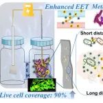 华东师范大学甄广印团队ACS ES&T Engg.：提高二氧化碳生物电甲烷化——碳量子点在生物膜成膜和胞外电子传递中的作用