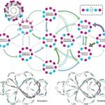 (纯计算)北京大学李彦团队J. Am. Chem. Soc.: 基于机器学习力场的单壁碳纳米管手性依赖动力学