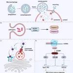 北大林志强/张强院士Cell Biomaterials子刊综述｜脑病中的线粒体：从分子结构机制到靶向治疗