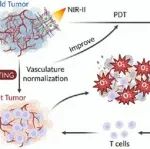 JACS：基于NIR-II响应性金属-有机框架的光敏剂可通过协同铁死亡和STING激活实现肿瘤免疫治疗