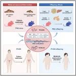 Cell Metab | 山东大学陈子江等团队证实热量限制可重塑卵母细胞表观遗传记忆