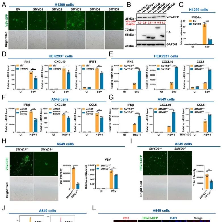 PNAS | SMYD3基因敲除小鼠的抗病毒能力增强机制研究