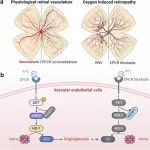 Nature Commun | 视网膜新生血管治疗新靶点