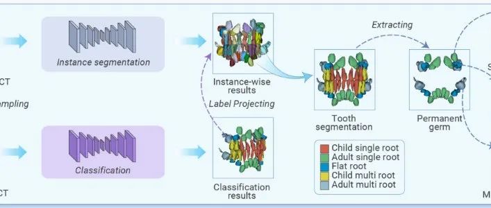 The Innovation Medicine | 人工智能与CBCT助力的儿童牙齿发育识别与根尖周病个性化诊疗