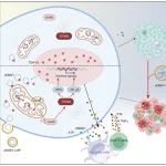 Cancer Res丨南京医科大学董高超/蒋峰/许林合作研究发现cEMSY可以提高免疫肺腺癌治疗效果