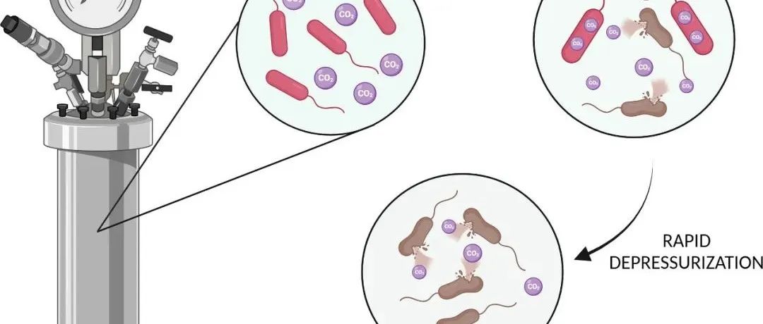 土壤MBC测定方法对比丨SOIL BIOL BIOCHEM：比较估算生物炭改良土壤中微生物生物量的不同方法