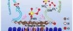 文献速递|中国林业科研院Carbon:界面工程MOFs-POPs衍生Co@N掺杂碳催化剂在促进PMS活化和污染物降解中的作用