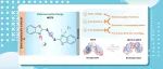 郑州大学郭玮教授JACS：靶向有机硫分子进化实现高性能水系锌电池