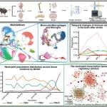 Adv Sci |&#160;华中科技大学李明锋团队联合北京天坛医院王伊龙团队揭示卒中后免疫细胞异质性及髓系细胞亚型新图谱