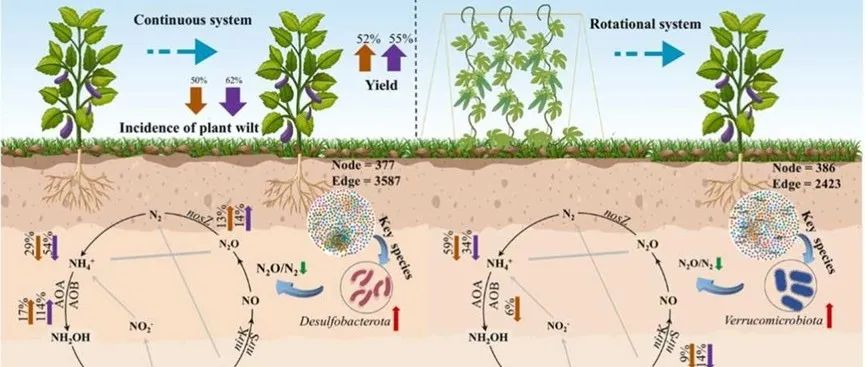 优化施肥| AGR ECOSYST ENVIRON：化肥替代和施用芽孢杆菌减少热带菜田的氮氧化物排放