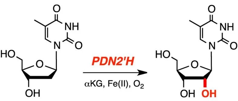 阅读 ACS Catalysis丨嘧啶核苷2′-羟化酶的鉴定和表征