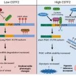 Cancer Res丨南方科技大学刘利平/广州医科大学晏光荣合作研究阐明CSTF2支持肝细胞癌的缺氧耐受性的作用机理