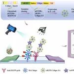 海南大学刘星团队JHM：基因工程驱动的双模式侧流免疫传感器用于胡椒中赭曲霉毒素A的比色和荧光检测