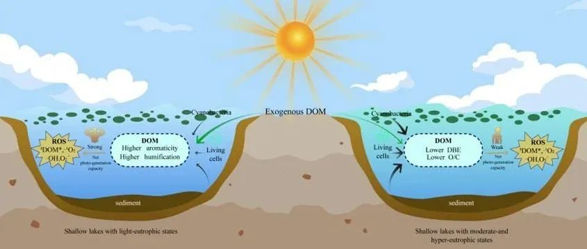 【他山之石】不同营养程度浅水湖泊中溶解性有机质的组成特征及其活性氧生成能力解析