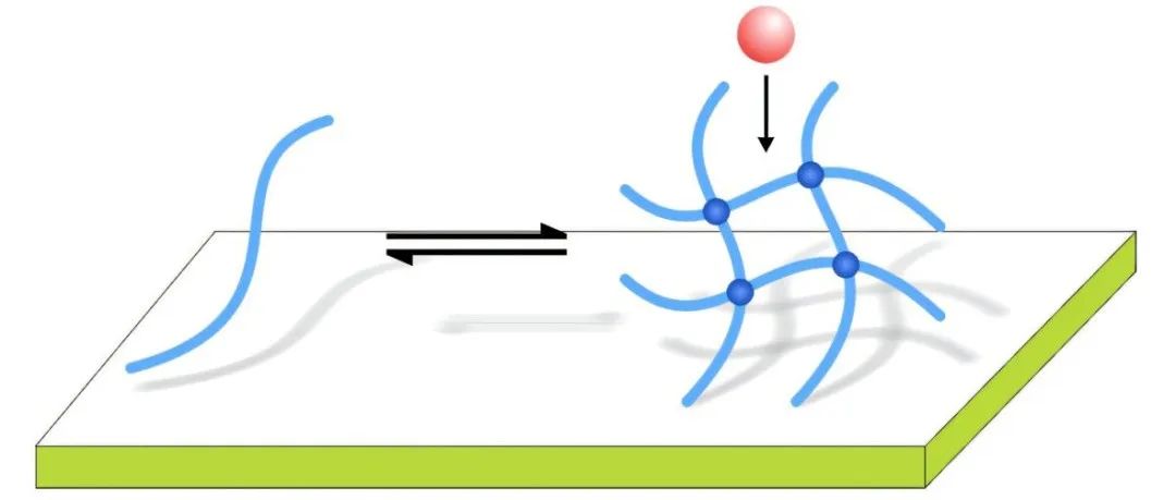 PNAS: 新型多功能生物材料 - 贻贝启发的超强粘性和黏液的抗菌性能 | MIT Gareth H. McKinley 教授