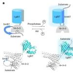 Nat. Chem. Biol. | 激酶调控的生物荧光现象揭示Akt药物的药效动力学特性