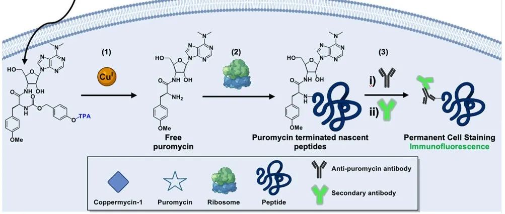 PNAS | Coppermycin-1的活性铜成像揭示肺癌细胞的铜代谢特征