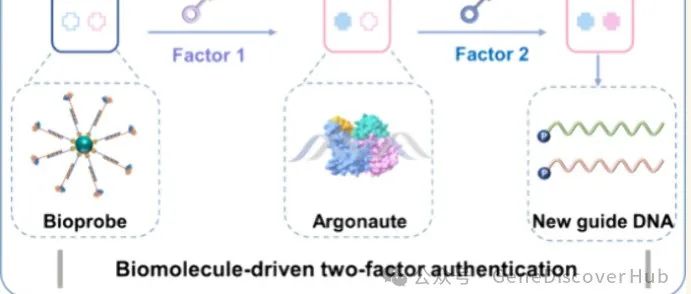 一种由CRISPR-Cas和AGO蛋白驱动的信息安全双因素认证策略