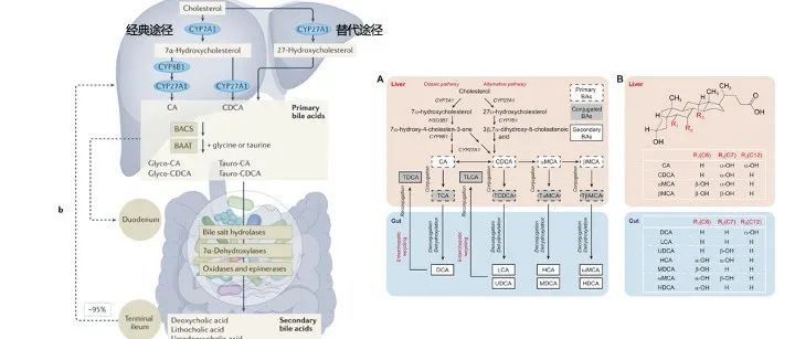 Nature|宿主代谢平衡微生物的胆汁酸信号调节