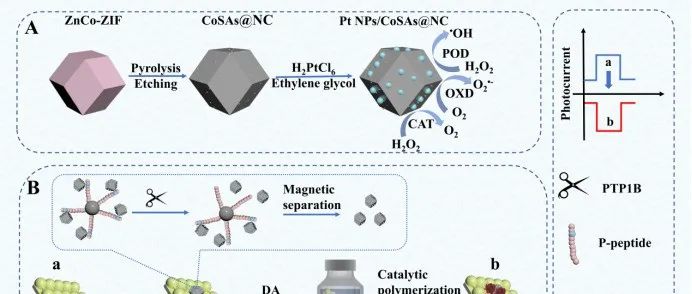 Small | 基于Pt NPs/CoSAs@NC纳米酶的级联催化聚合信号放大策略构建高灵敏光电流极性翻转型PEC生物传感平台