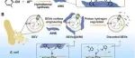 渠凤丽/孔维恒Analytical Chemistry：铝基金属-有机纳米切片偶联的磷脂层可实现生物外囊泡的高度富集