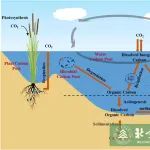 北京林业大学环境学院科研团队在湿地应对气候变化领域取得进展