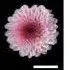 南京农业大学青年教师一作在植物科学一区Top期刊（IF5y=7.6）上发表研究成果！揭示光照调控菊花花瓣着色新机制