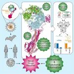 Cell｜上海大学卞月珉等：尼帕病毒聚合酶复合物的结构和功能分析