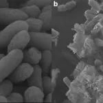 ICM | 重庆大学王丹教授团队：微生物-MOFs原位耦合消溶技术，防范煤矿瓦斯爆炸