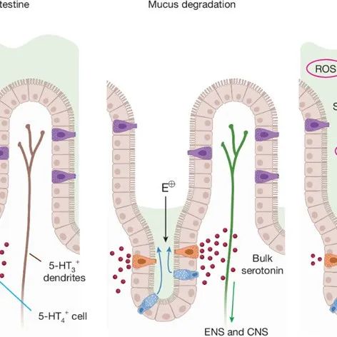 Nature | 北京大学李毓龙课题组和David Julius等合作揭示肠道5-羟色胺应激响应机制