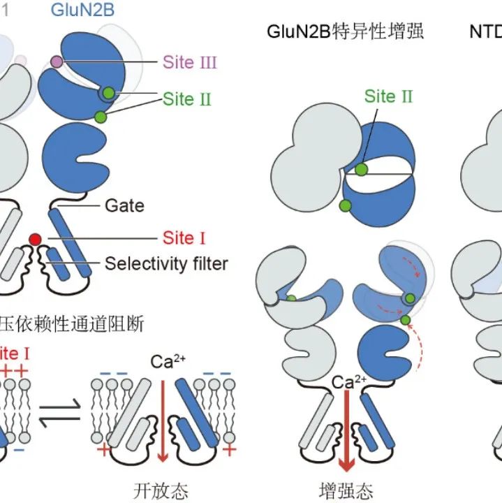 【科技前沿】Neuron｜竺淑佳组诠释镁离子对NMDA受体多重调控的分子机制