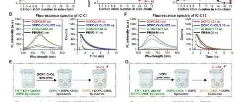 JACS|用于细胞微泡动力学原位成像的荧光探针的亲脂性调节