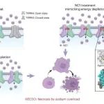 Nat. Chem. Biol. | TRPM4的持续激活触发以钠过载为特征的坏死性细胞死亡