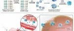 Sci.Adv.| 生物工程蛋白纳米载体促进siRNA溶酶体逃逸助力胶质母细胞瘤治疗