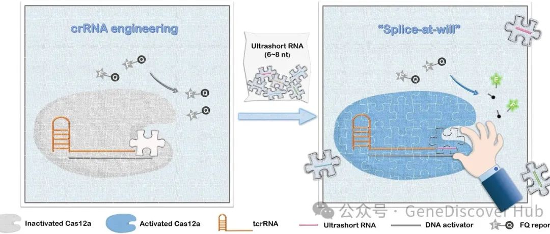 CRISPR-Cas中任意拼接的crRNA工程策略用于直接定量超短RNA