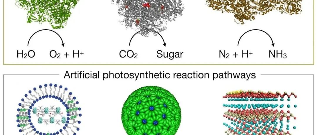 上海有机所田佳研究员等综述：自然和人工系统的光合反应路径