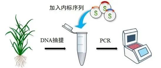 植物内生菌绝对定量测序：破解宿主干扰难题，精准定量微生物群落