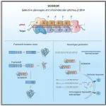 Molecular Cell | 中山大学张锐教授团队开发具有独立知识产权的可灵活裁剪RNA的颠覆性编辑技术