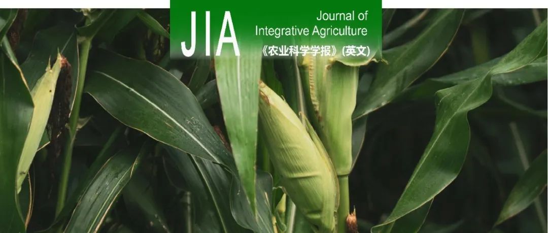 JIA｜甘肃农业大学绿洲农作制研究团队 间作延缓作物根-冠衰老的生理生态特性及农艺调控途径