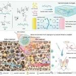 山西医科大侯锐钢/张晓团队等JCR：超分子纳米复合水凝胶治疗骨质疏松性骨缺损