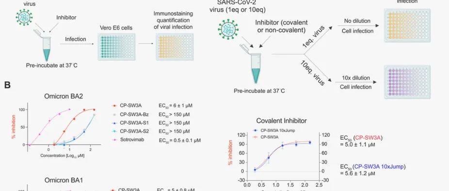 JACS|利用噬菌体展示技术鉴定靶向蛋白质相互作用的共价环肽抑制剂