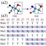 JACS | 抗冻蛋白附近冰核的全原子分子动力学模拟