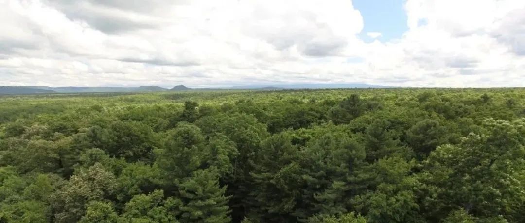 沈阳生态所关于“森林生物多样性维持新空间机制”的最新研究成果在《Nature》发表