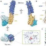 Nature｜西湖大学卢培龙团队：首次从头设计跨膜荧光激活蛋白