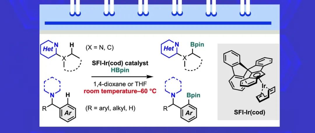 【ACS Catal.】铱催化、氮导向的C(sp3)–H和C(sp2)–H硼化反应