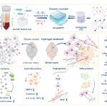 四川大学王云兵教授、胡成副研究员团队《Biomaterials》：活性氧触发的仿生水凝胶软支架用于缺血性中风修复